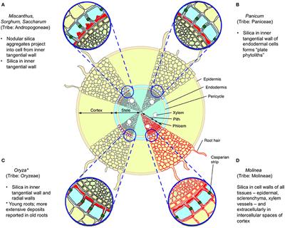 Get Tough, Get Toxic, or Get a Bodyguard: Identifying Candidate Traits Conferring Belowground Resistance to Herbivores in Grasses